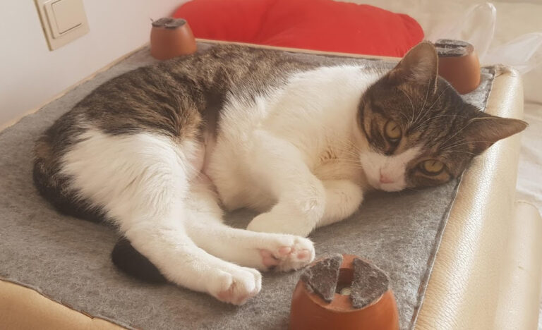 multimedia-foto56707-755-1