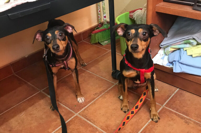 multimedia-foto56741-586-1