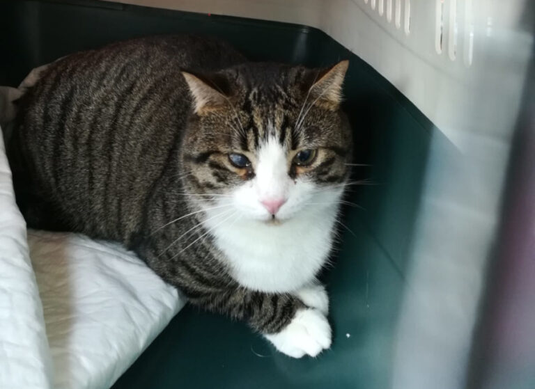 multimedia-foto56752-103-1