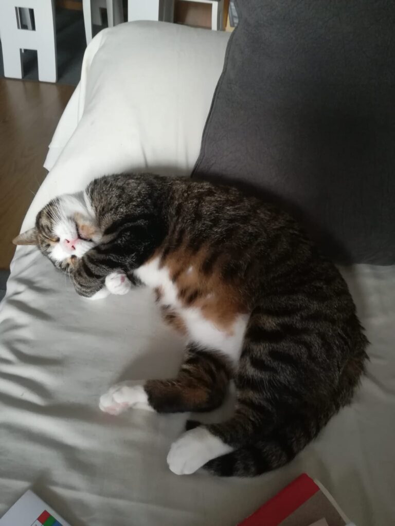 multimedia-foto56753-103-1