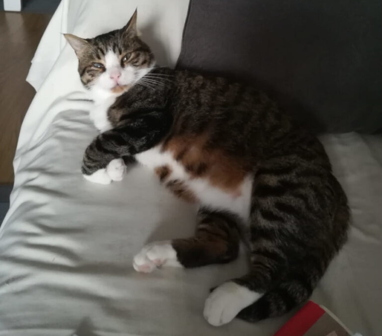 multimedia-foto56754-104-1