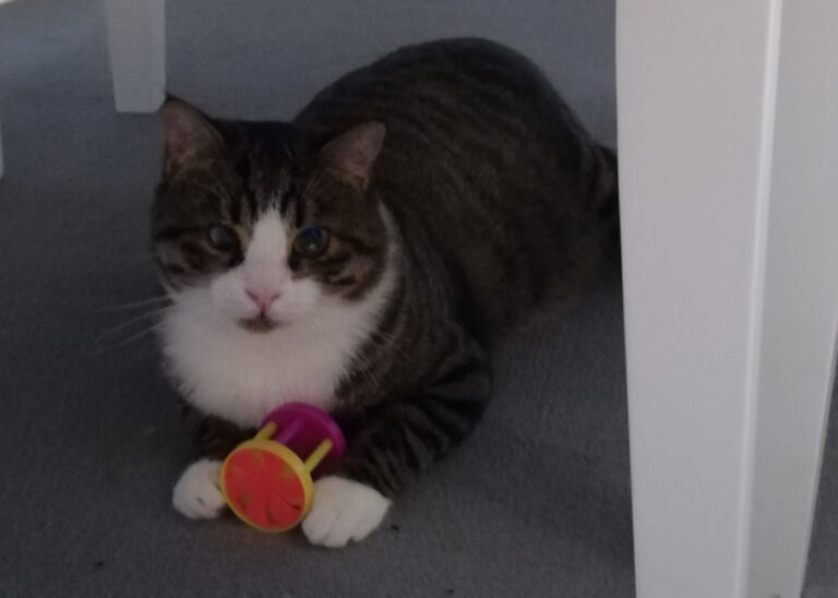 multimedia-foto56755-104-1