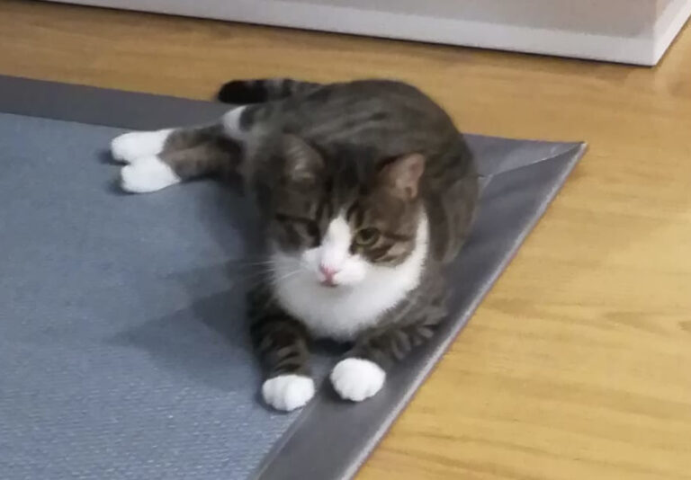 multimedia-foto56756-104-1