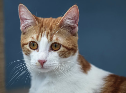 multimedia-foto56787-890-1