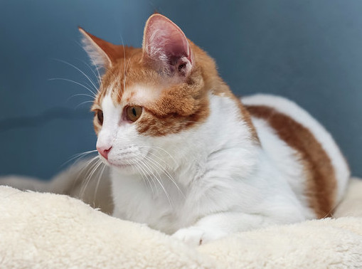 multimedia-foto56789-890-1