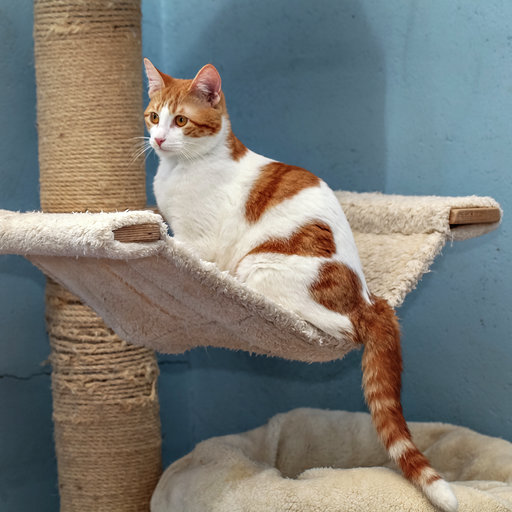 multimedia-foto56791-890-1