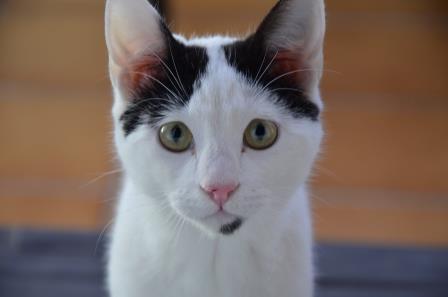 multimedia-foto56806-731-1