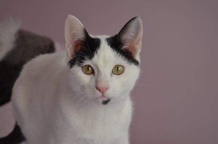 multimedia-foto56808-732-1