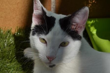 multimedia-foto56809-732-1