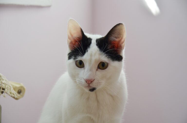 multimedia-foto56810-732-1