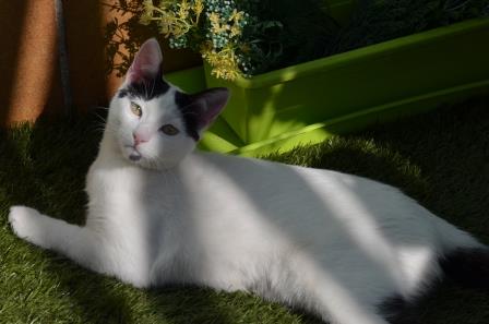 multimedia-foto56811-733-1