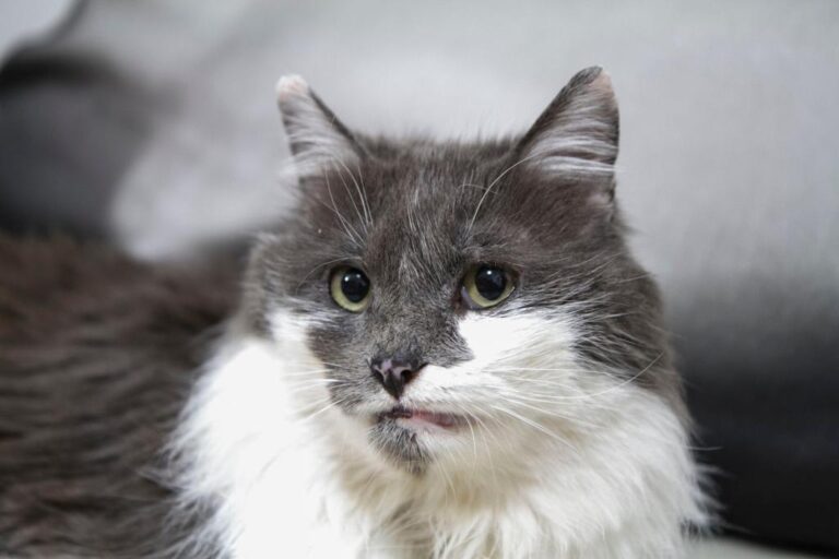 multimedia-foto56833-875-1