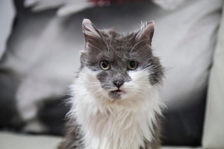 multimedia-foto56835-876-1