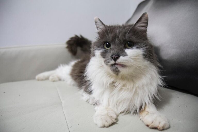 multimedia-foto56836-876-1