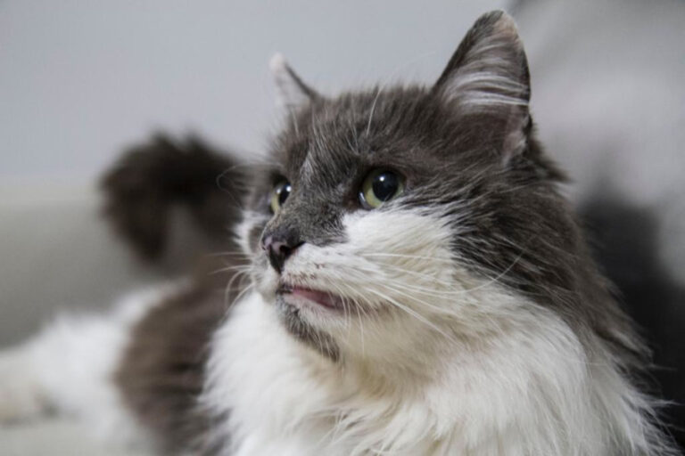 multimedia-foto56837-876-1