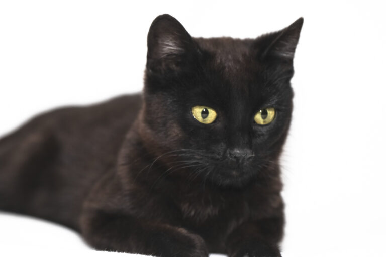 multimedia-foto56840-383-1