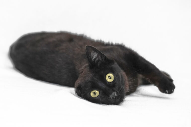 multimedia-foto56841-384-1