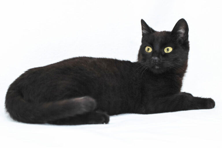 multimedia-foto56842-384-1