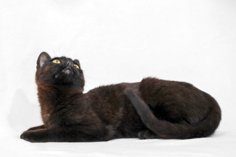 multimedia-foto56843-384-1