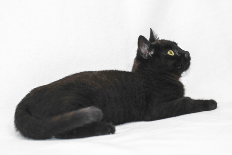 multimedia-foto56844-384-1