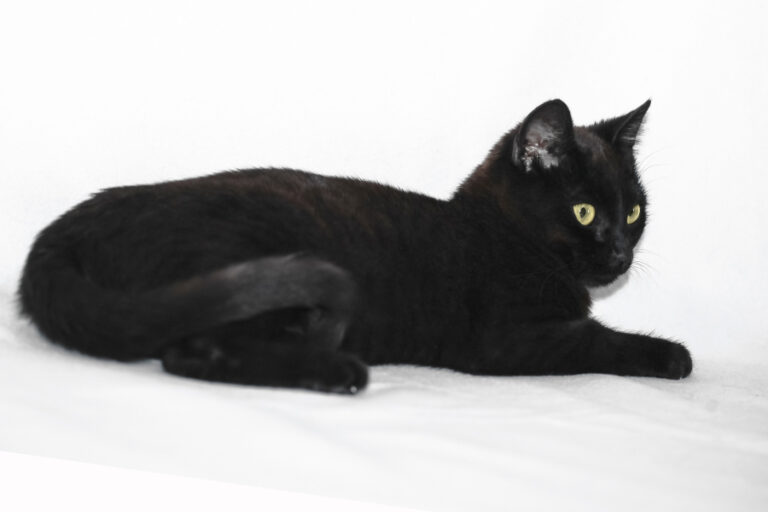 multimedia-foto56845-385-1