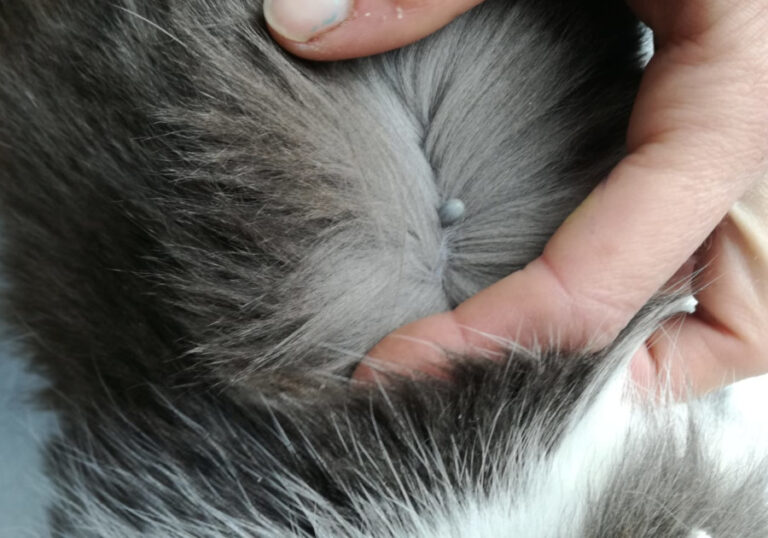 multimedia-foto56850-137-1