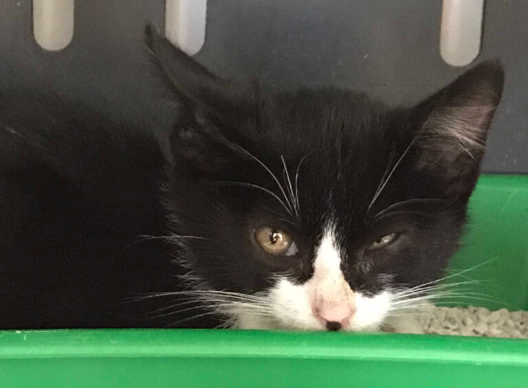 multimedia-foto56864-753-1