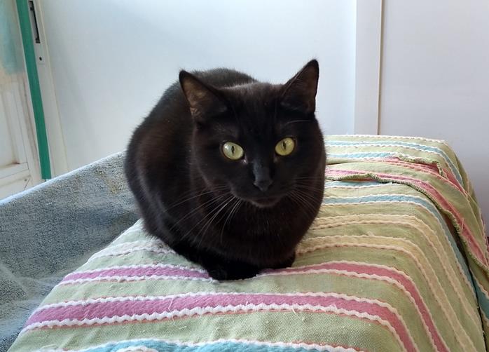 multimedia-foto56885-460-3