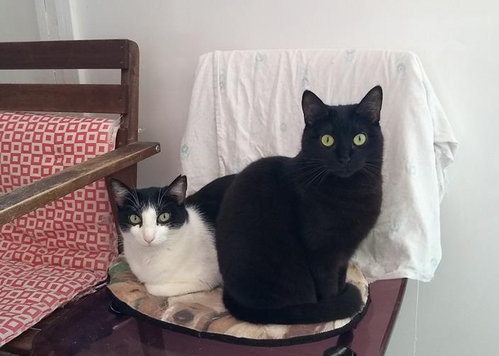 multimedia-foto56886-460-3