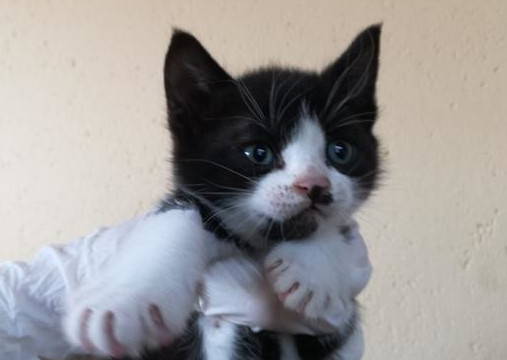 multimedia-foto56968-364-1