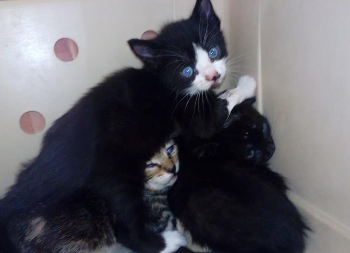 multimedia-foto56969-364-1