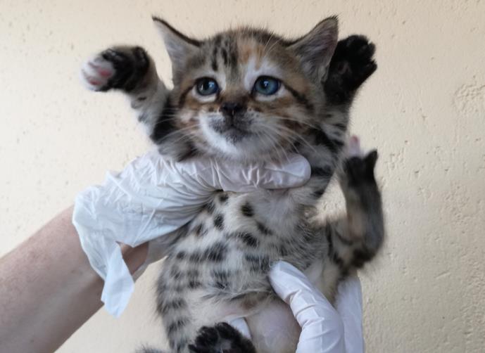 multimedia-foto56973-406-1