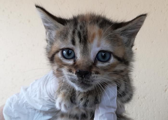 multimedia-foto56974-406-1