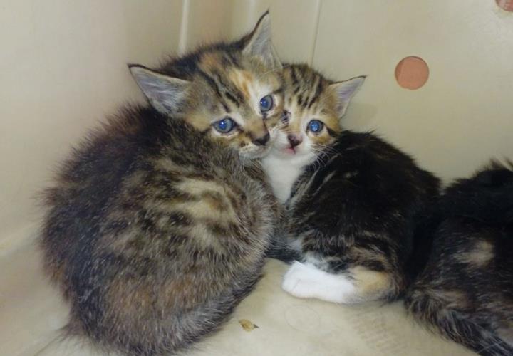 multimedia-foto56975-406-1