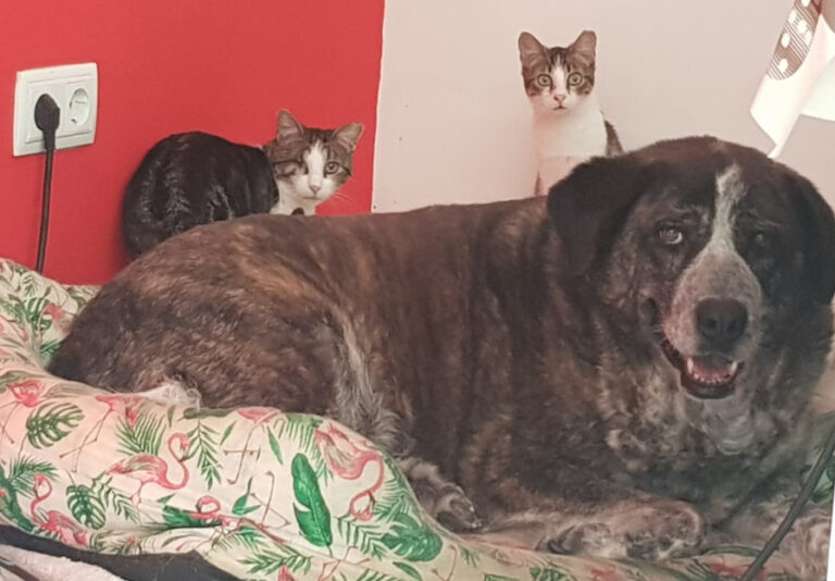 multimedia-foto56991-980-3