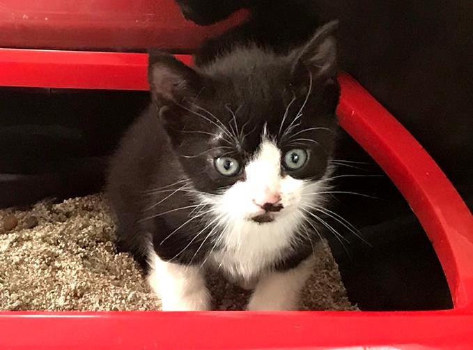 multimedia-foto57032-966-1