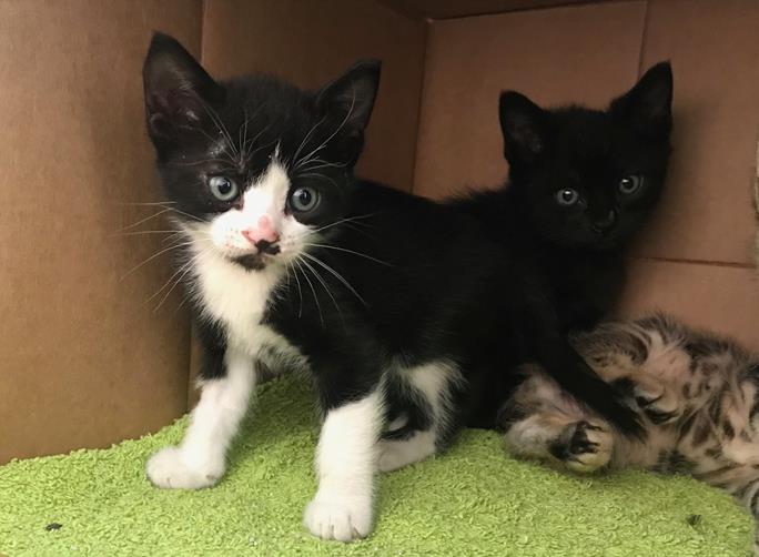 multimedia-foto57035-966-1