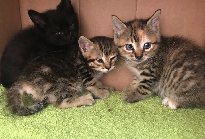 multimedia-foto57037-2-1