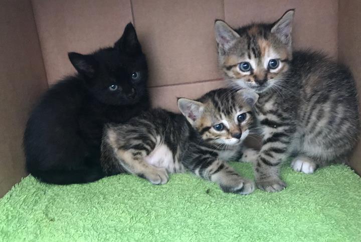 multimedia-foto57039-2-1