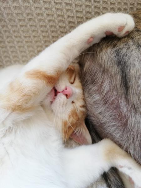 multimedia-foto57051-191-1