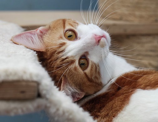 multimedia-foto57078-911-1