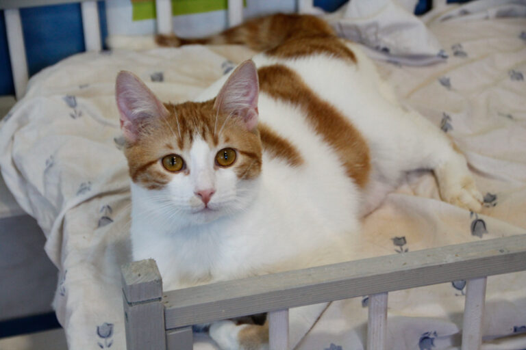 multimedia-foto57230-1-1