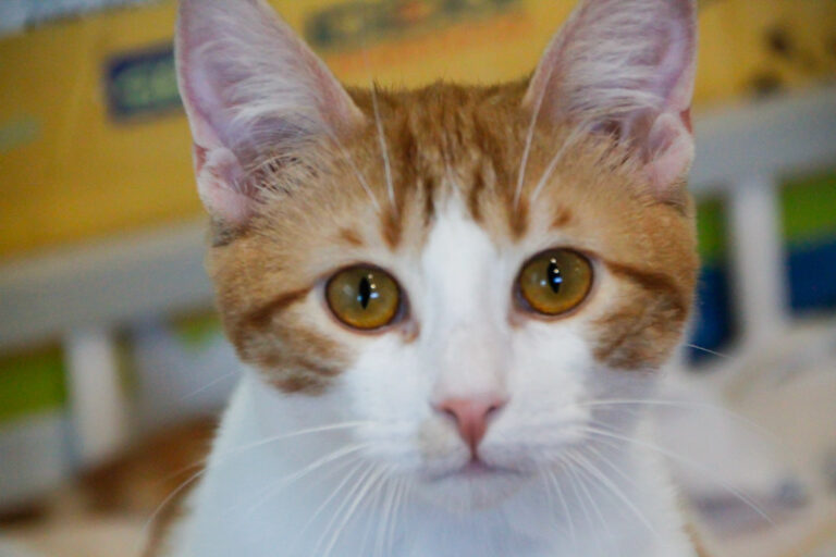 multimedia-foto57231-1-1