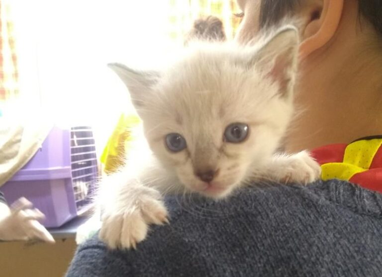 multimedia-foto57235-107-1