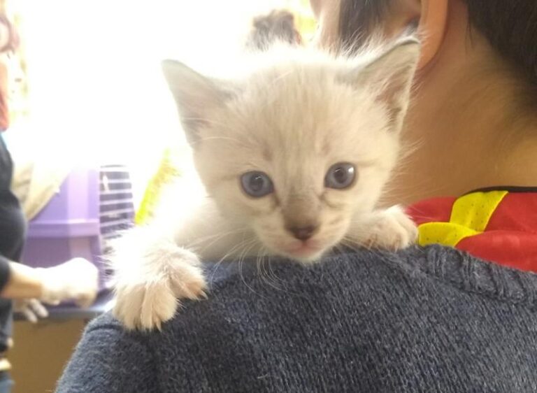 multimedia-foto57237-107-1