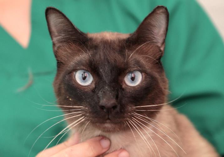 multimedia-foto57255-977-1