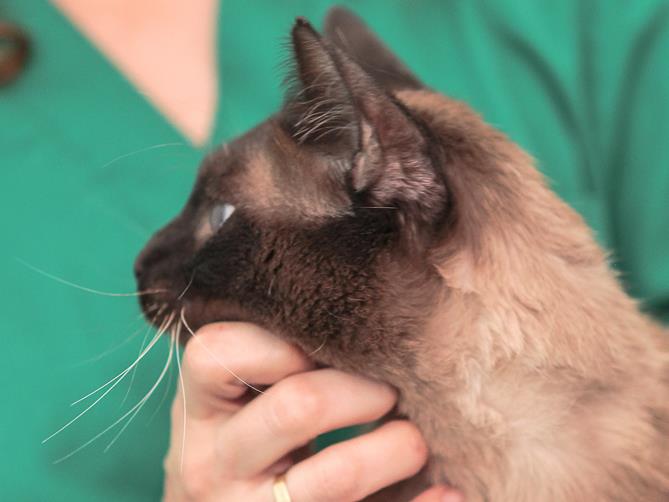 multimedia-foto57258-977-1