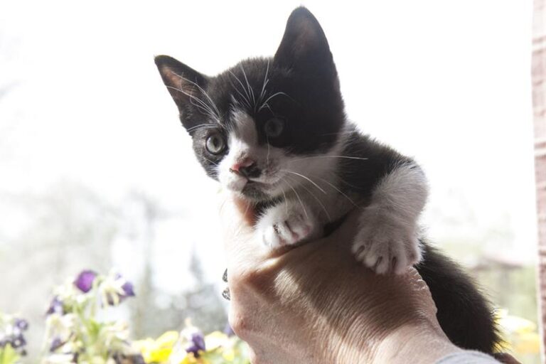 multimedia-foto57263-668-1