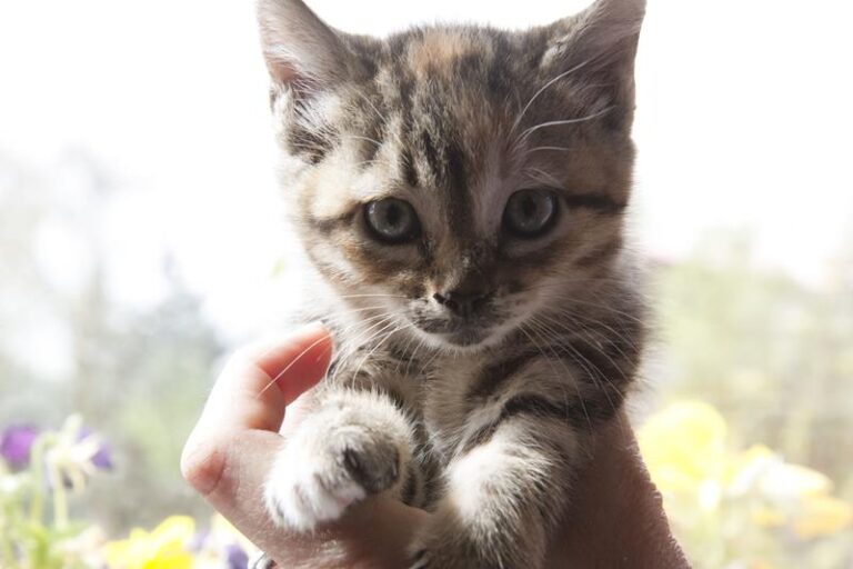 multimedia-foto57265-705-1