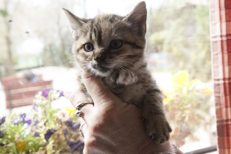 multimedia-foto57266-706-1